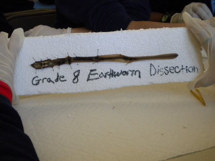 Earthworm Dissections