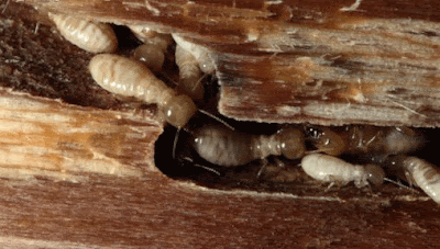 Paramount Pest Control: Summer Termite Warning!