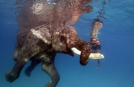 Foto de domador nadando com elefante de 4 toneladas ganha prêmio