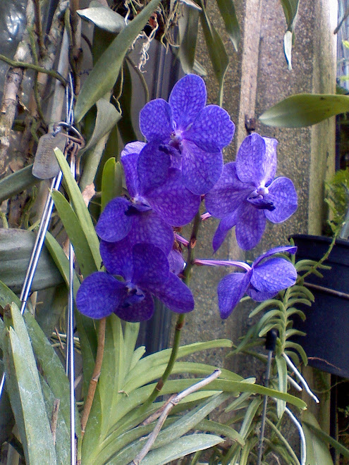 Blue Orchid - Longwood