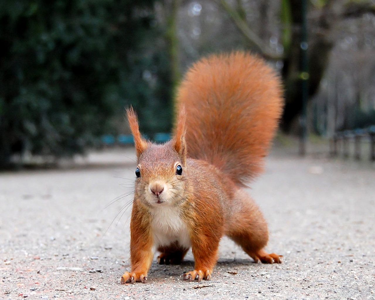 Different types of movements of animals Picture collections