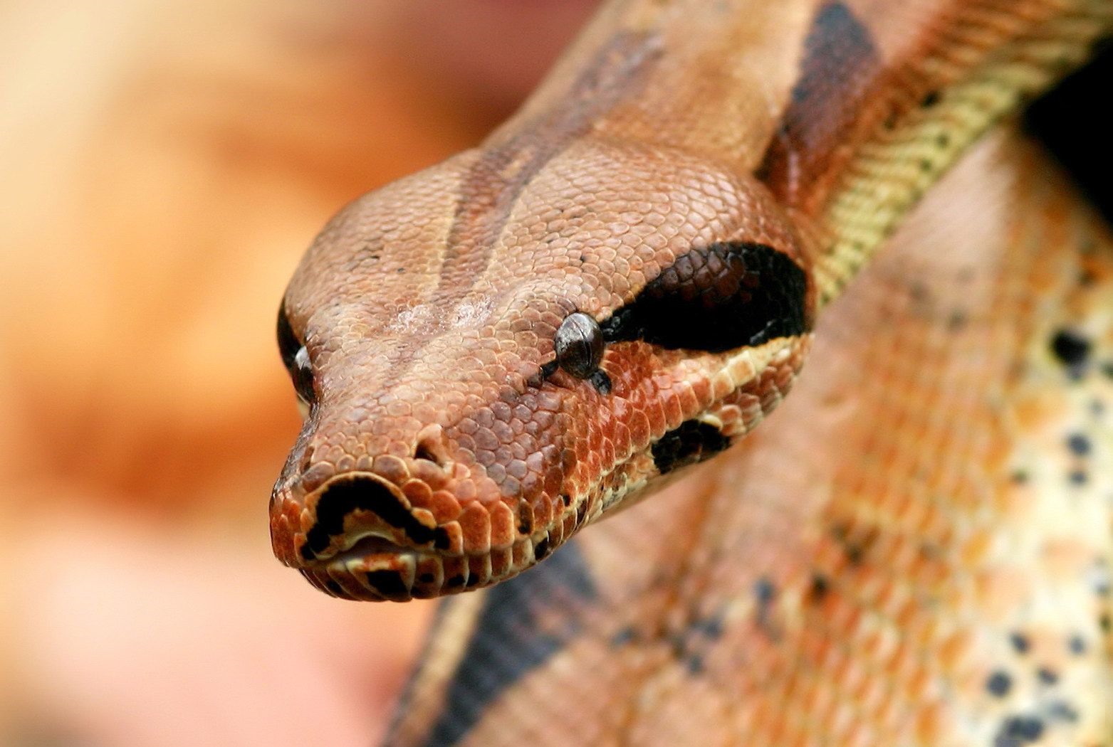 Different types of movements of animals Picture collections