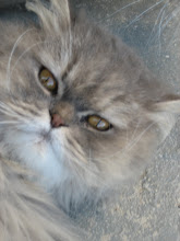 O gato mais lindo do mundo