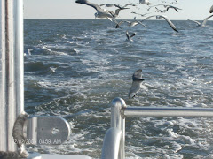 Seagulls on our stern