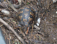 The turtle got a new home--and he needed it! There is water under the junk.