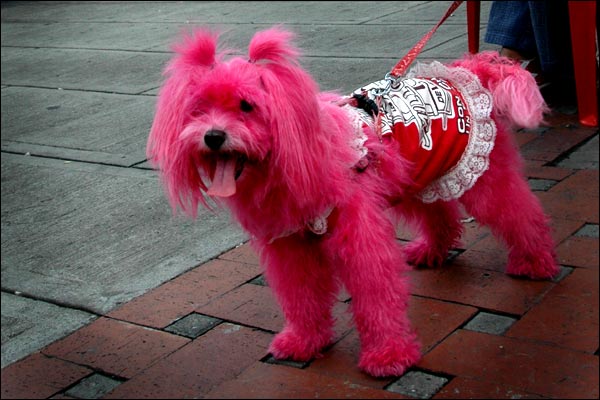 pink+dog.jpg