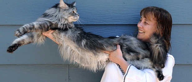 Stewie, el gato doméstico más largo del mundo Stewie, el gato doméstico más largo del mundo