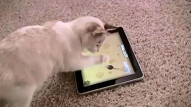 polla sofá sin embargo Gatos en casa: Juegos para gatos en el iPad: insectos, ratón y puntero láser
