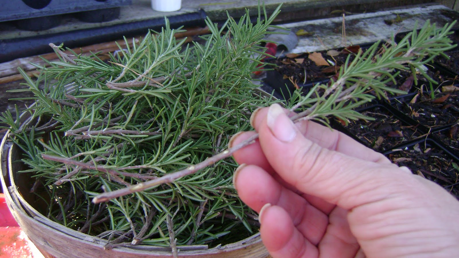 TSG Rosemary For Christmas (Propagation)