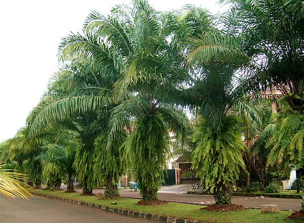 Street Palm Trees For Landscape Ideas Street Palm Trees For Landscape Ideas on Palm Tree Backyard Ideas id=11924