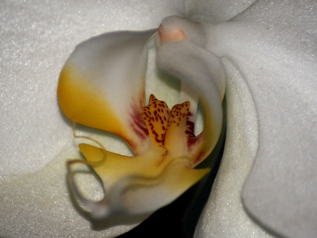 [Orchid5_web.jpg]
