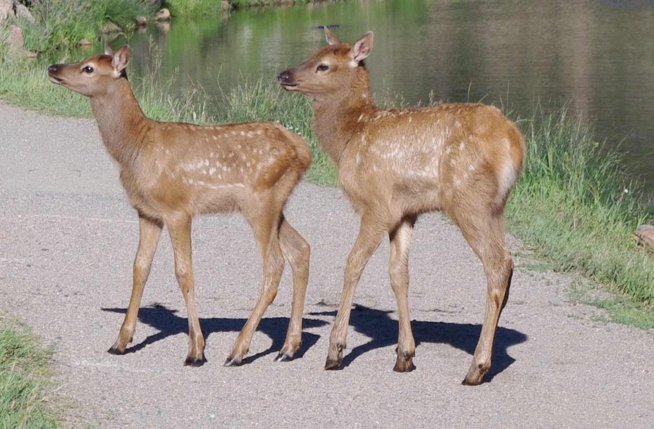 PENTAX K7: baby elk