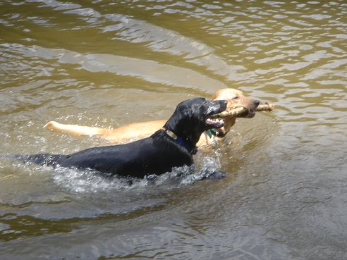 Dogs