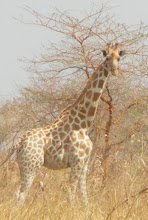 girafe dans la nature