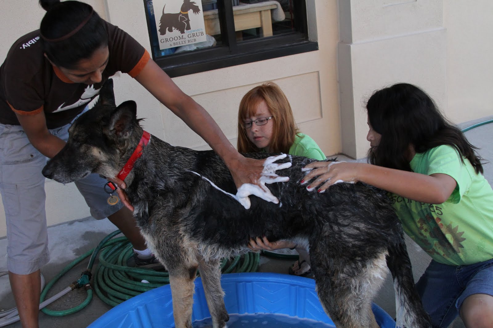 The Doglando Blog Orlando Dog Grooming Orlando Dog Training Dog