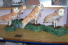 Owl project