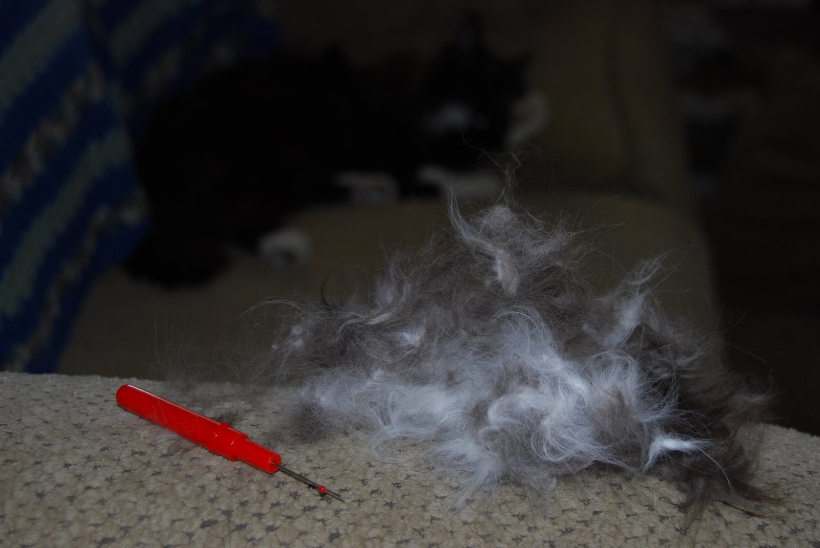 [cat+hair+knot+removal+03+18+09.jpg]