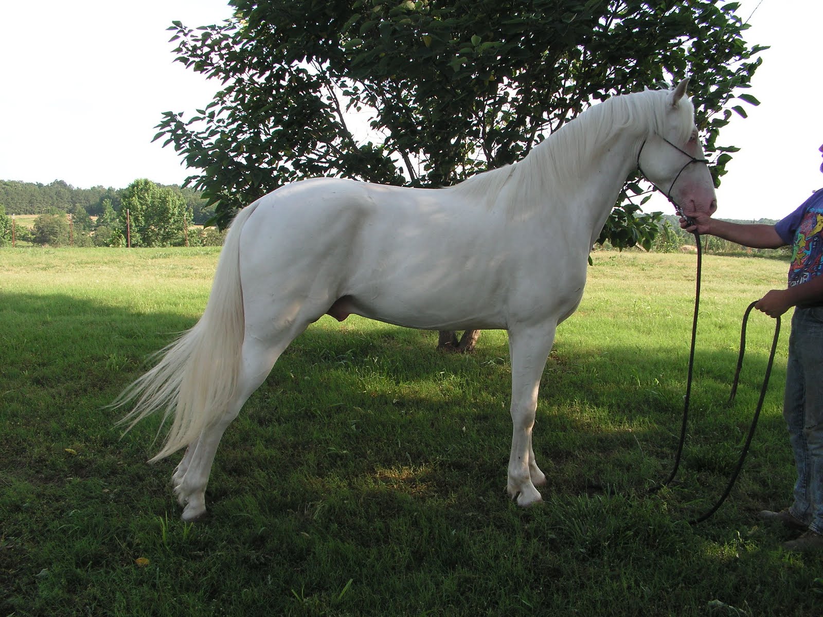 4 Mile Creek Gaited Horses Our Stallion Eros GGF (White Cloud)