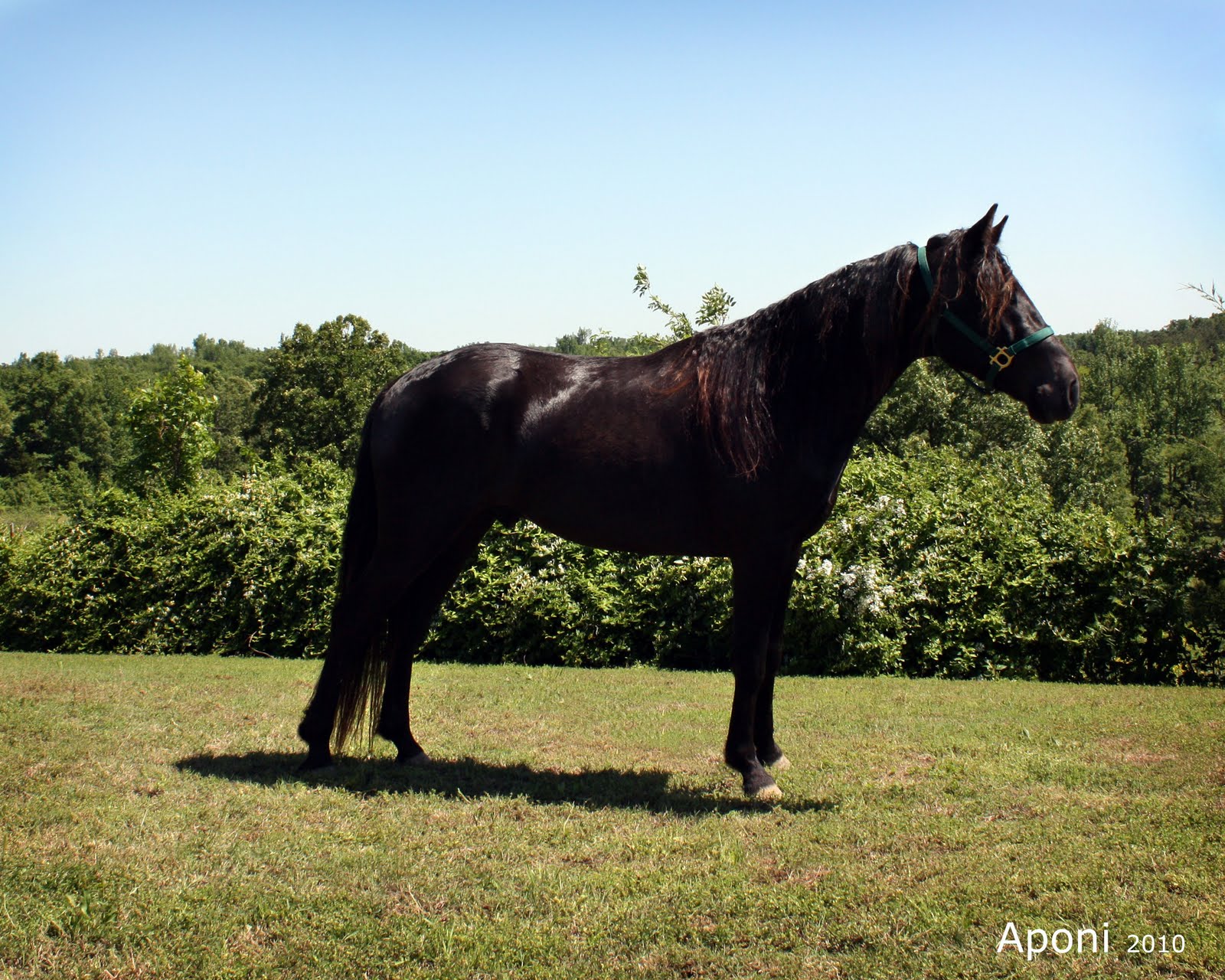 4 Mile Creek Gaited Horses For Sale Hyton's Own Perfection M