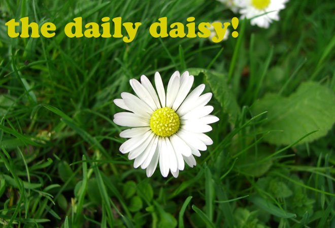 the daily daisy!