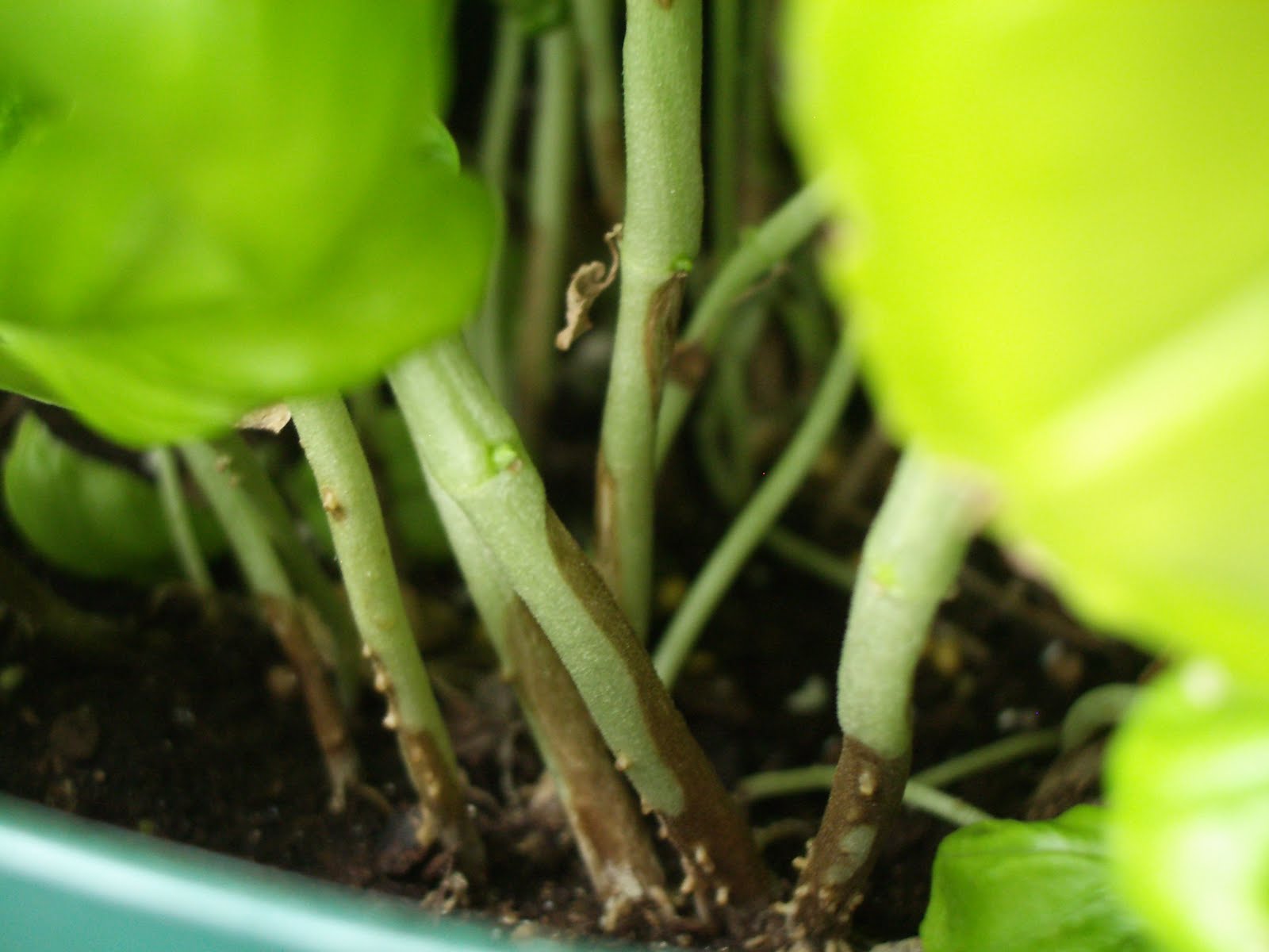 THE Martha...Fung RIP, My Sweet Basil