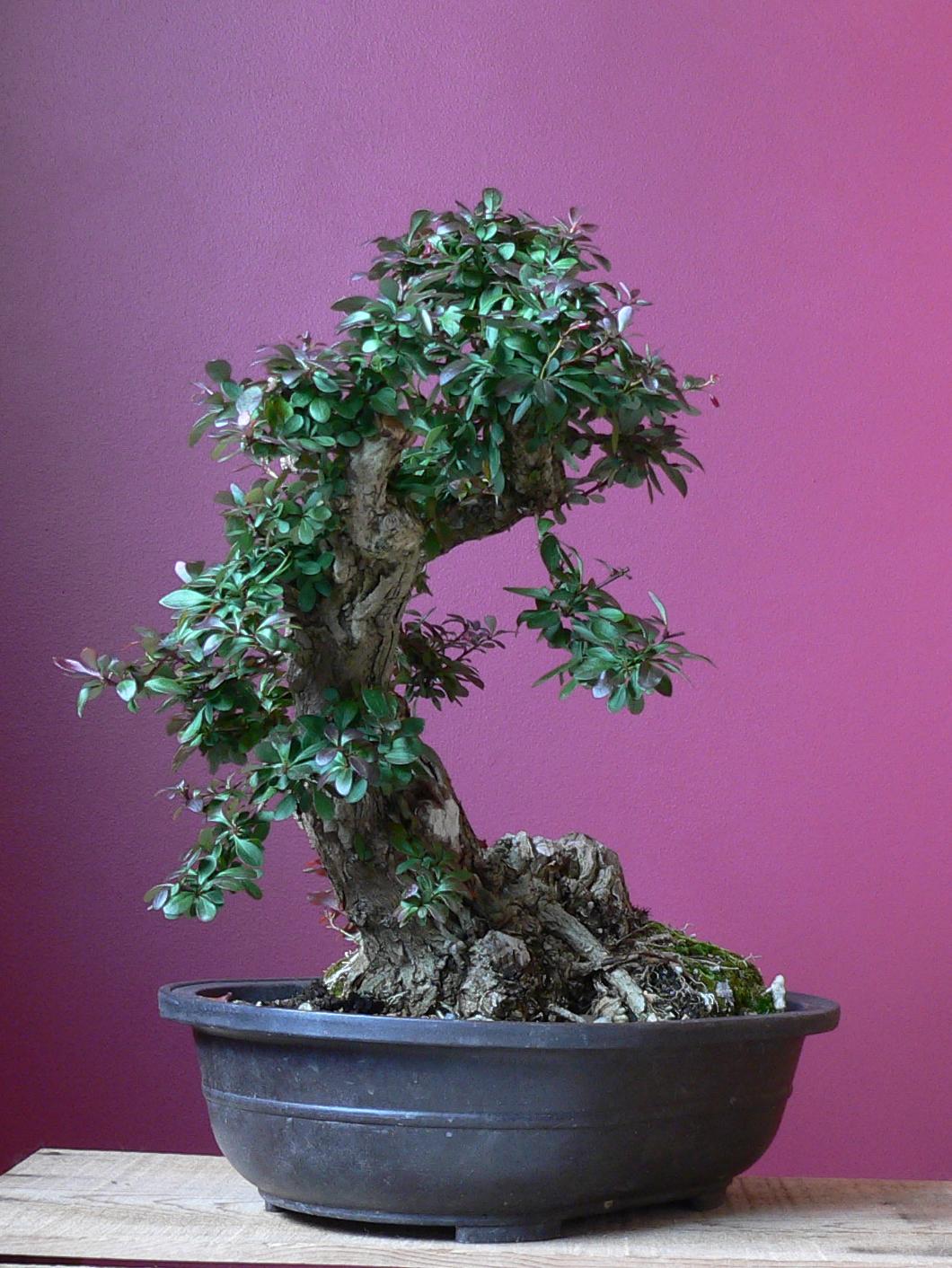 Laser Beam Bonsai: Barberry Bonsai
