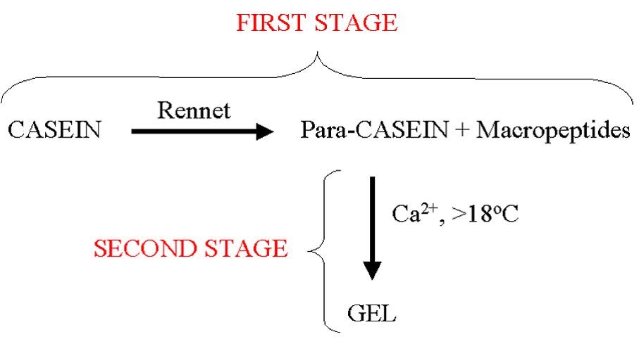 CheeseScience.net: Rennet coagulation of milk