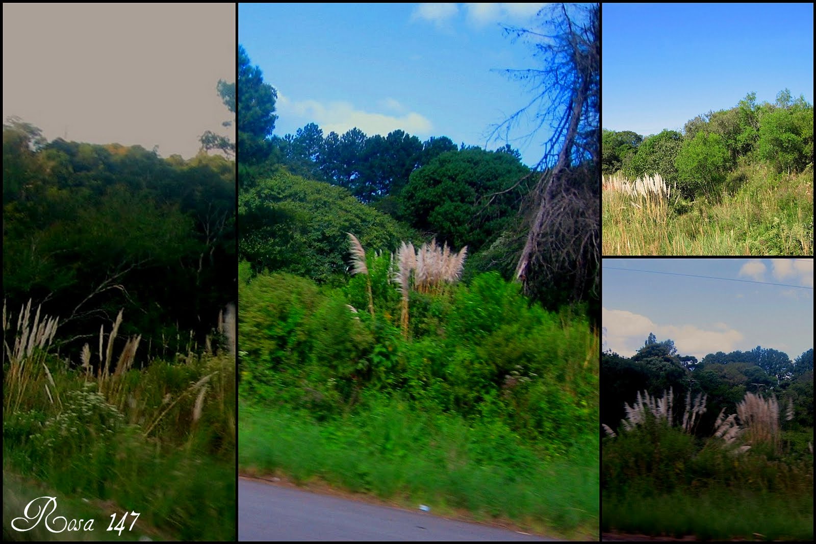 [para+o+TODAY'S+FLOWERS.jpg]