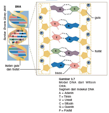 boyzisal area: DNA dan RNA, tugas biologi