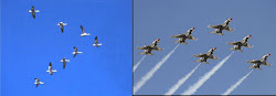 geese fly why formation mat dr migrating september