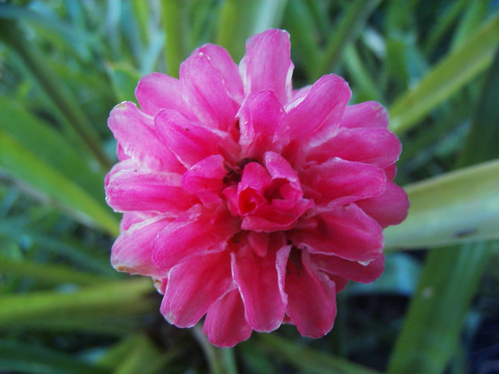 Garden Adventures Quesnelia arvensis