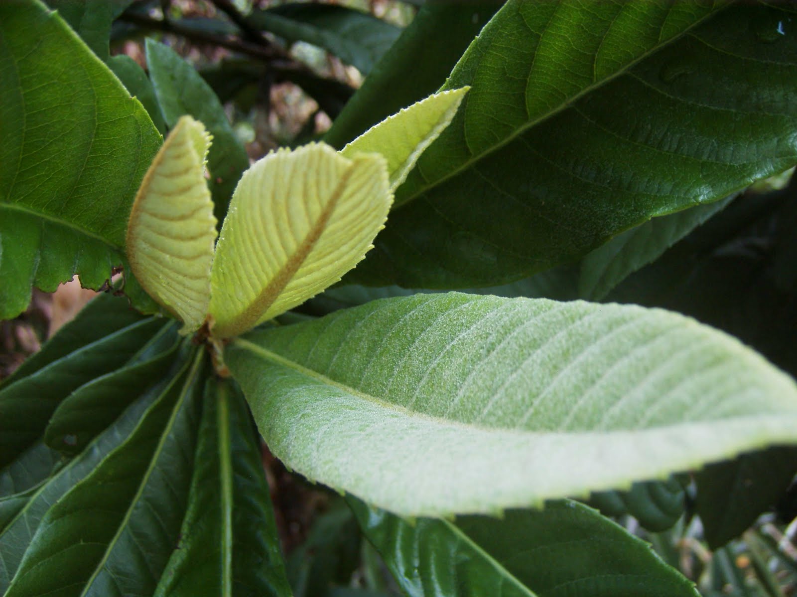 Loquat+leaf.JPG