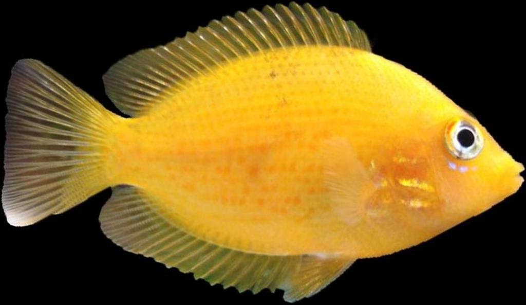 Etroplus Maculatus: Etroplus Maculatus (Mexerica)