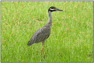 Birding Roatan Dave's Birding Blog: Roatan Island, Honduras Birding