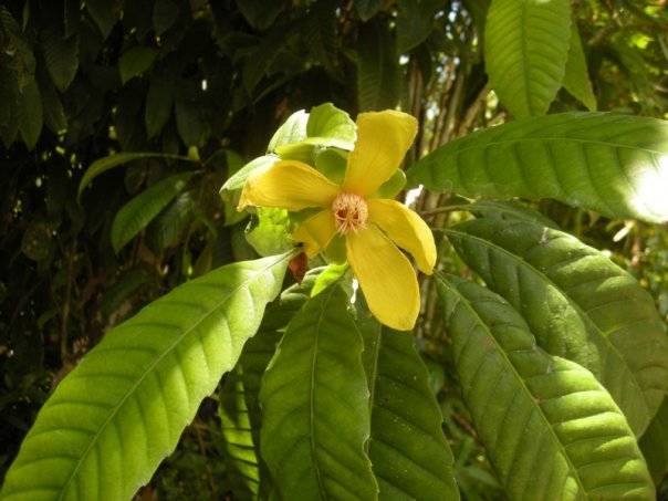 Bunga Dillenia serrata hutan Gorontalo