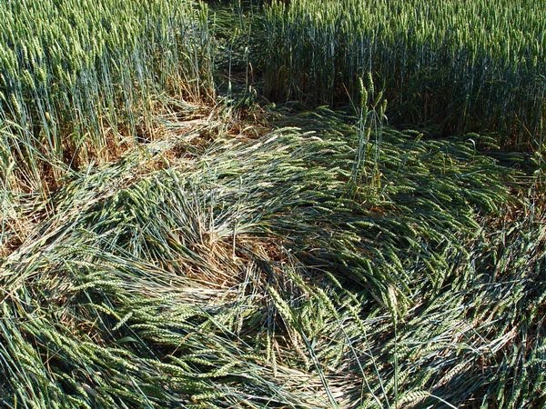 Crop Circle found at Ufton, nr Southam, Warwickshire, UK | Latest UFO ... Famous Crop Circle