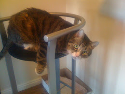 Wrong kind of stool, kitty!