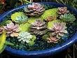 Cactus Water Lilies