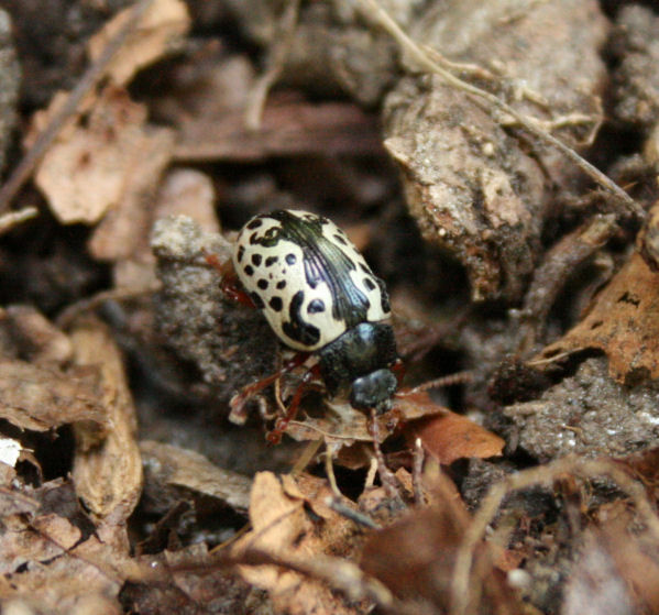 The Öko Box Ideny Crisis Who Is This Black And White Beetle In Any Rush To Protect Himself From Predators But Maybe That S Cause Most Critters Won T Eat A Beetle These Striking And Poisonous Looking Colors
