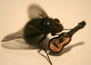 La mosca cantante
