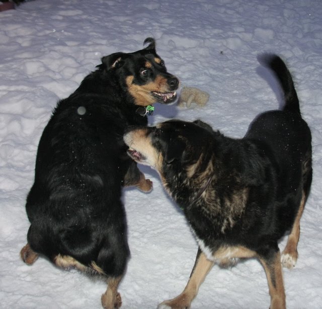 tail docking vets near me