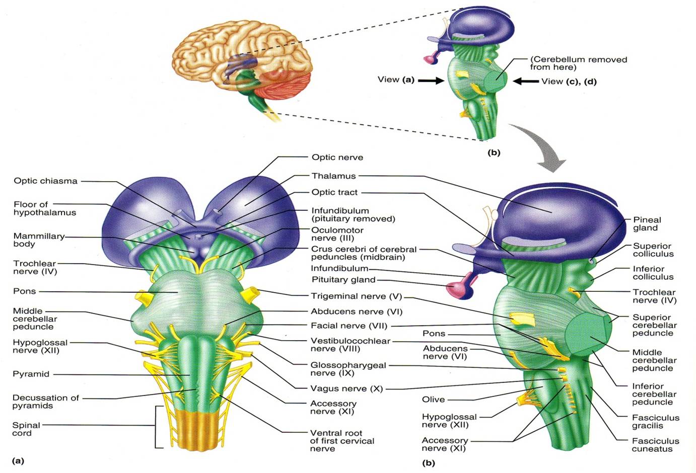 Коленчатые тела мозга. Таламус анатомия. Таламус строение. Коленчатые тела таламуса. Коленчатые тела промежуточного мозга.