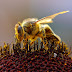Un arma revolucionaria: las abejas