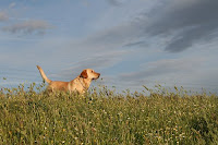 Jara
