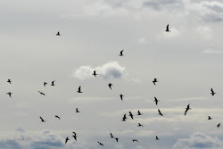 flygande flying birds faglar mina foton