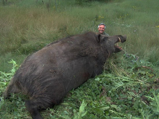 [biggest_boar2.jpg]
