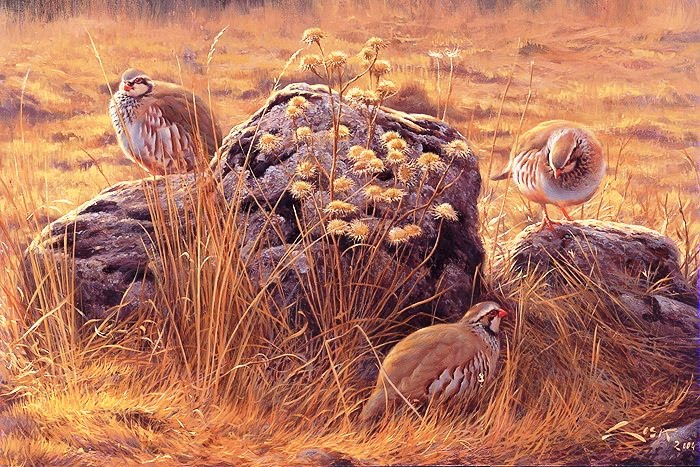 [perdices_y_cardos+-+Cópia.jpg]