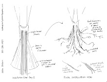 Sketch of the Mother Tree Project. (Mother Tree Project blog)