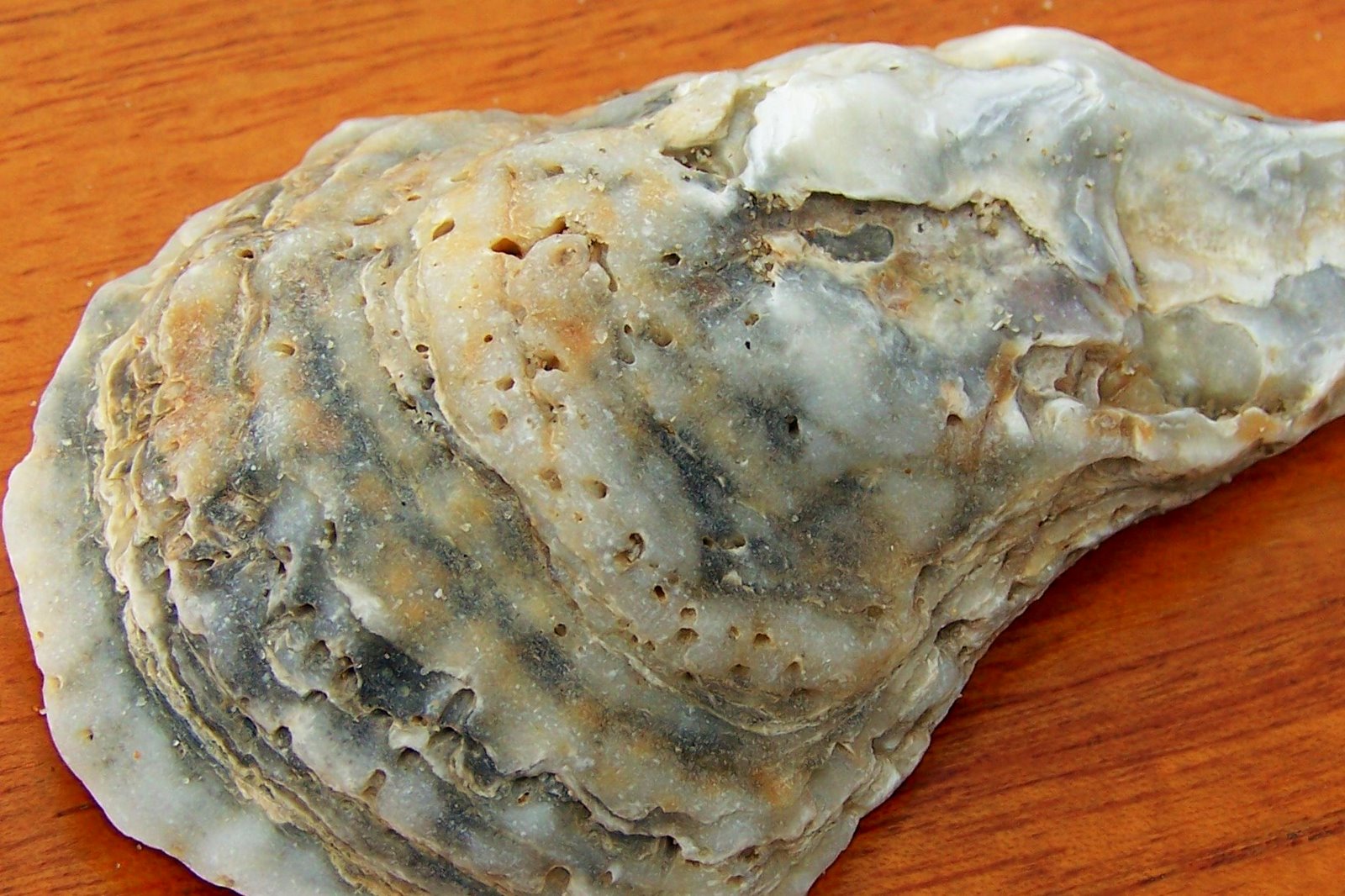 [oyster+shell+3.jpg]