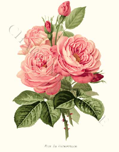 Fine Design: Coming Up Roses: English Cottage Style